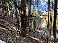 治山工事用ケーブルクレーンの先アンカー。立木利用。下呂市