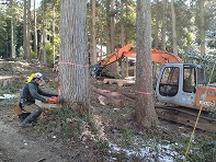 大径木伐採作業。下呂市